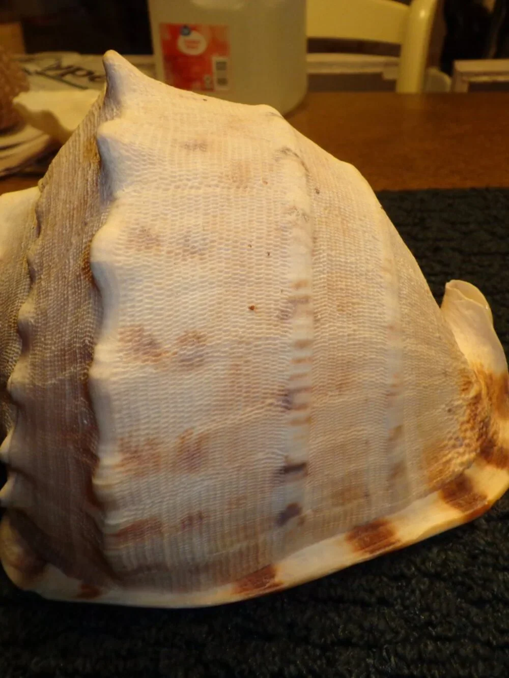 Sea Shell Authentic King Helmet Large 9